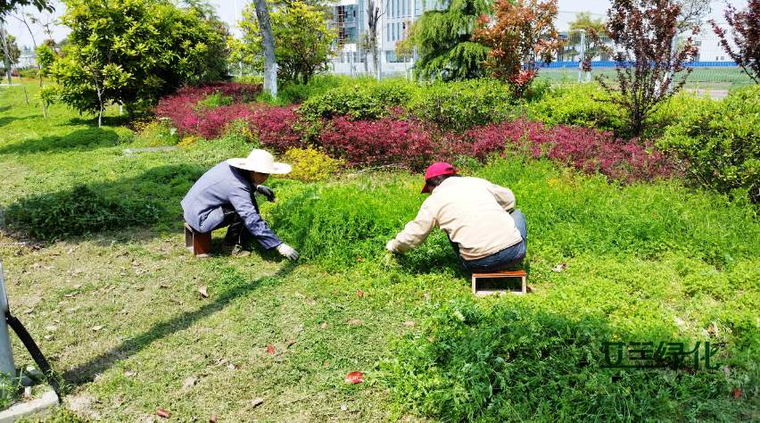 淄博市绿化养护厂家承接绿化养护项目