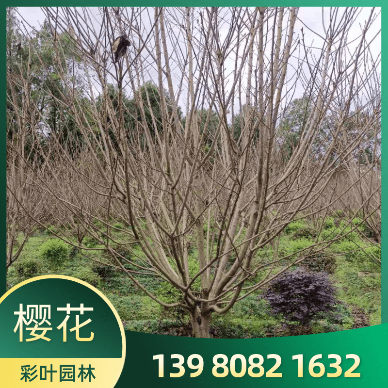 浙江杭州8-25cm早樱花树种植培育基地直销价格 彩叶园林