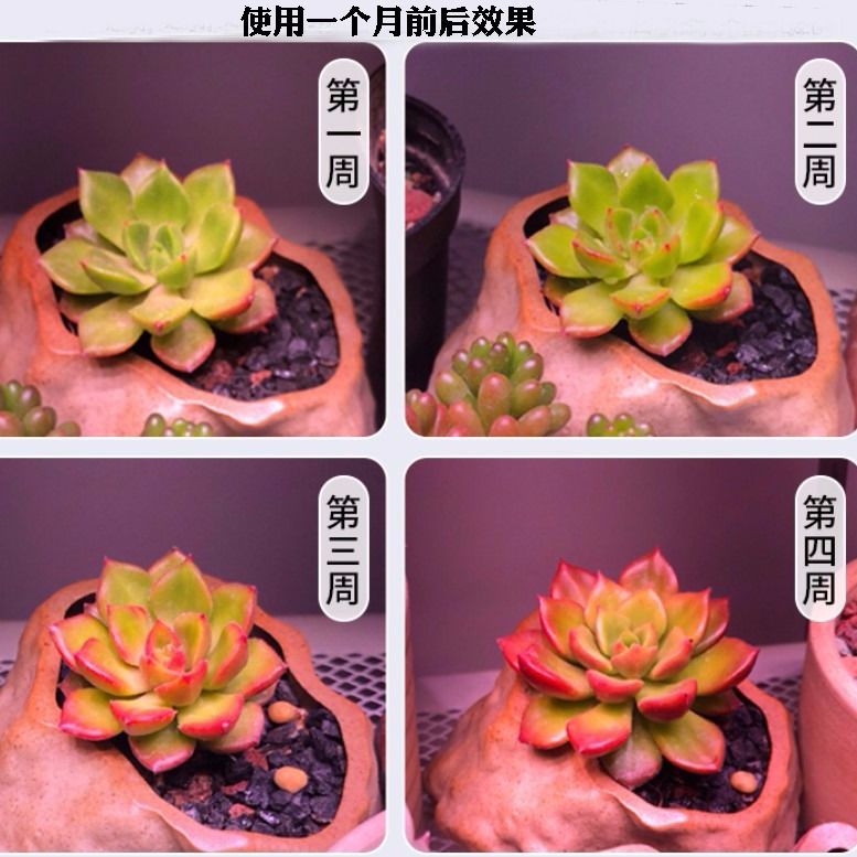 深圳厂家 全光谱植物补光灯 帮助植物生长开花结果 防徒长多肉植物