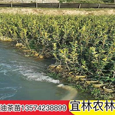 广西桂林市宜林农林有限责任公司