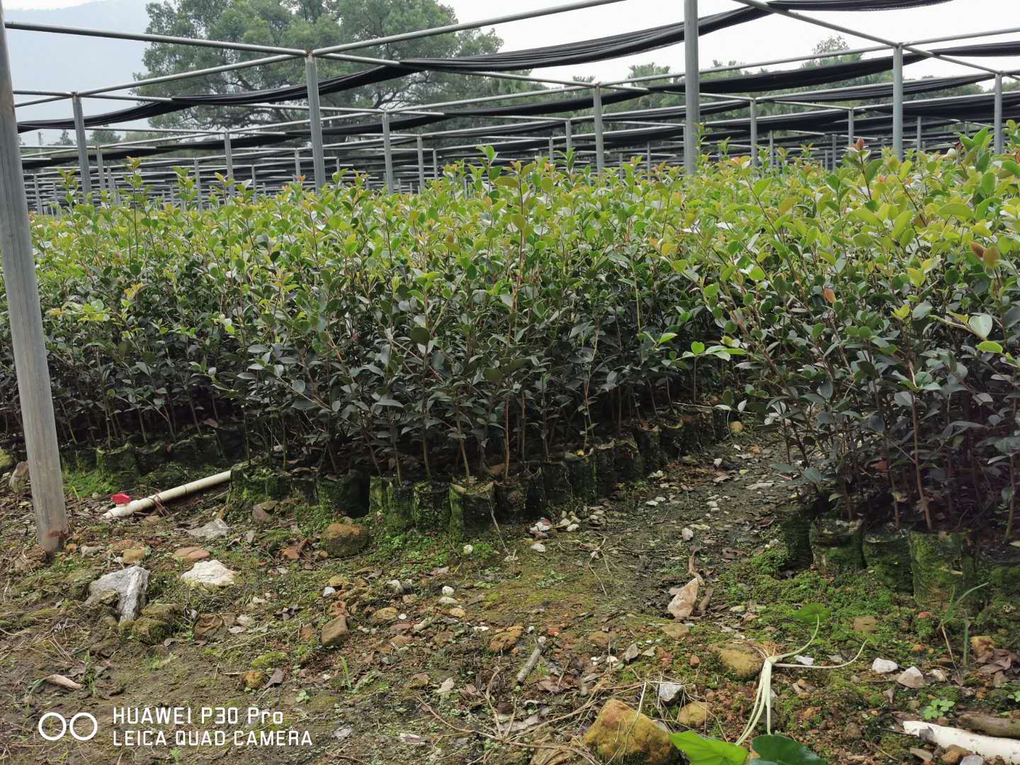 广东哪里有良种油茶苗出售，广东良种油茶苗大量供应，广东良种油茶苗大规模种植基地