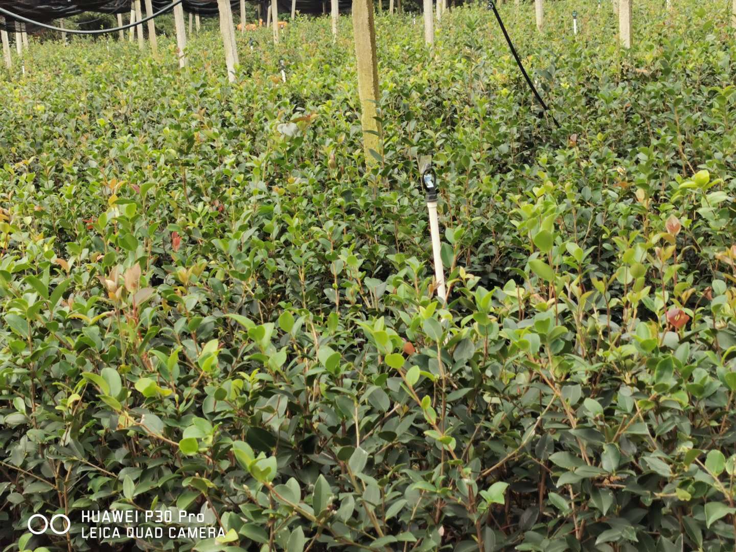 广州油茶苗基地   广州油茶苗批发   广州油茶苗价格图片