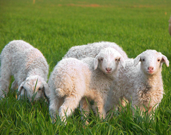 新鲜羊肉，包配送，佛山市鲜有爱食品配送有限公司 广东新鲜羊肉