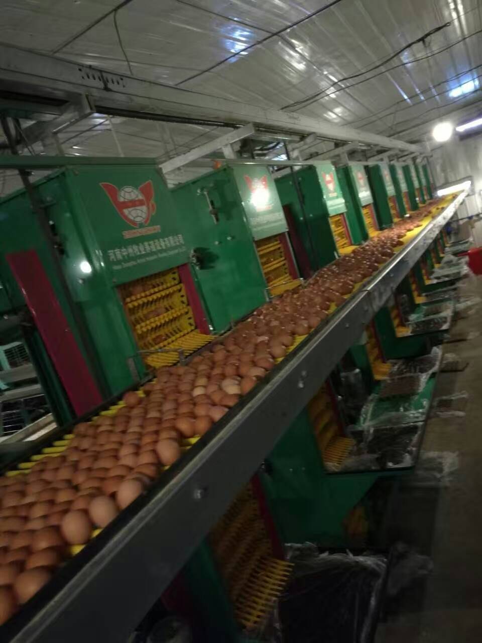 层叠式蛋鸡笼 肉鸡笼生产厂家 自动化养鸡设备