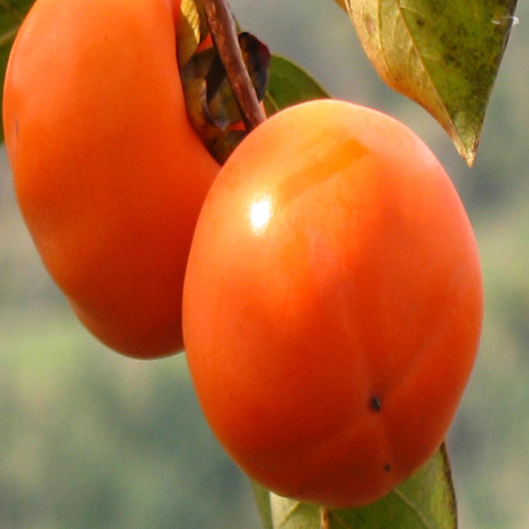 甜柿子苗日本甜柿子苗，即摘即食，鲜食甜柿子品种