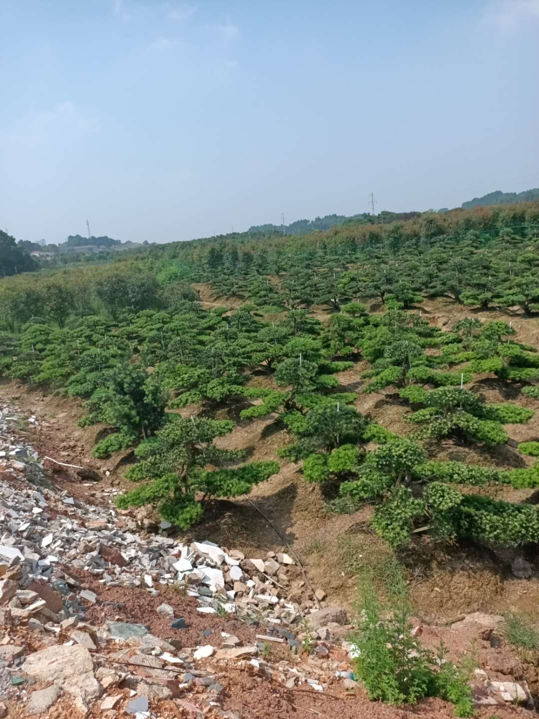 长沙市上海造型罗汉松厂家上海造型罗汉松产地 种植基地直销多少钱一棵 罗汉松价格