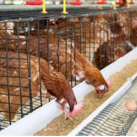 常盛禽业京粉6号青年鸡保90%以上产蛋率 70天京粉6号平均体重达1.7斤图片