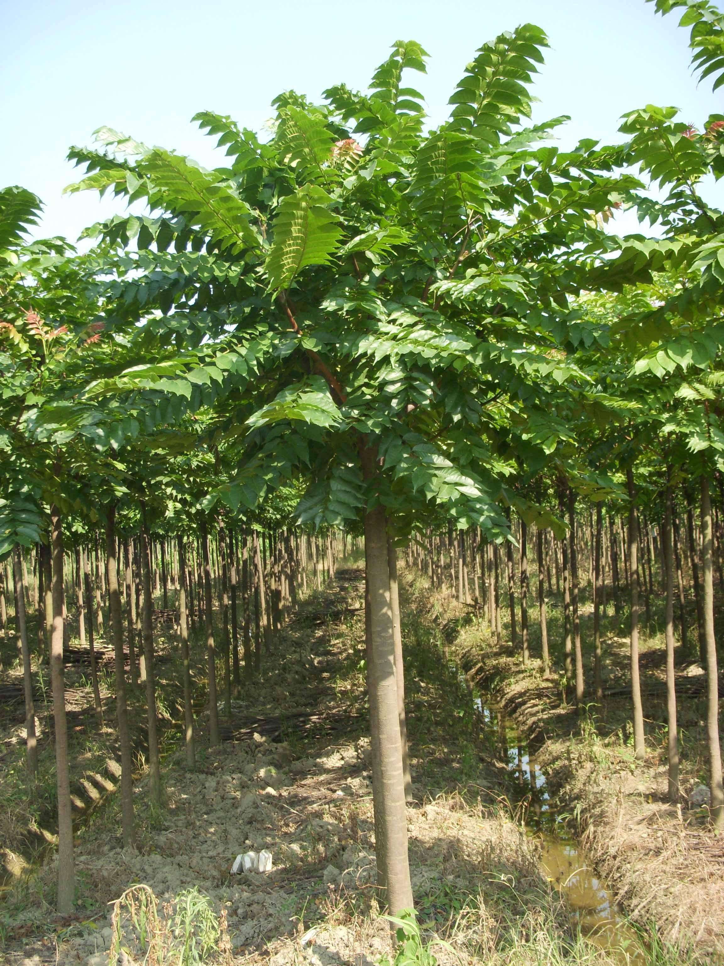 广州15公分麻楝树批发价格、种植基地、报价