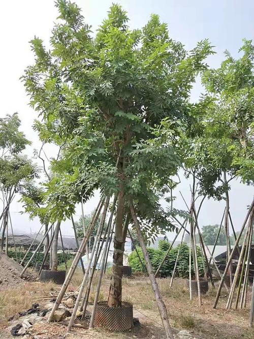 佛山腊肠树专业种植基地-腊肠树移植苗价格-批发