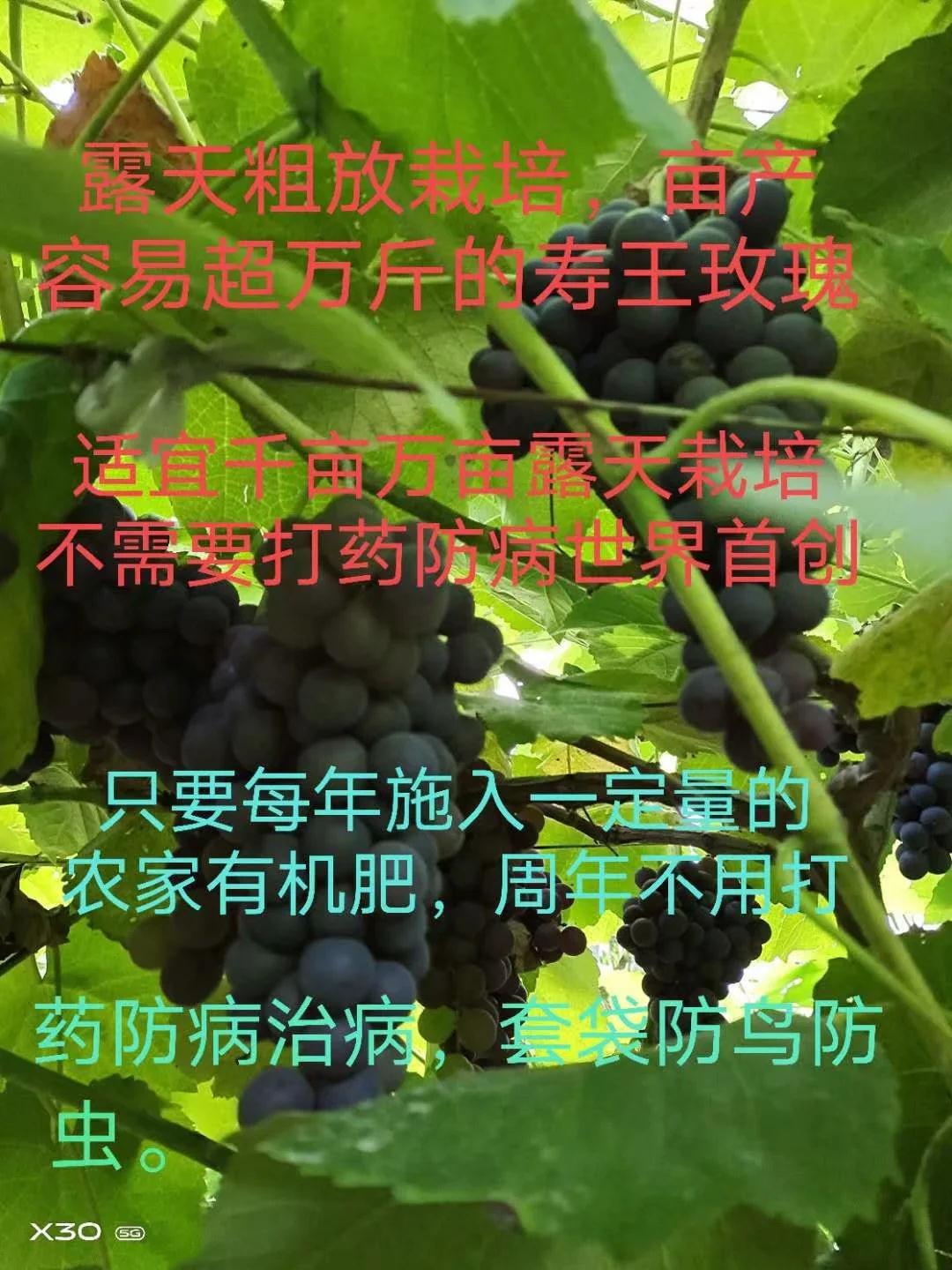 淮南市寿王玫瑰葡萄苗厂家