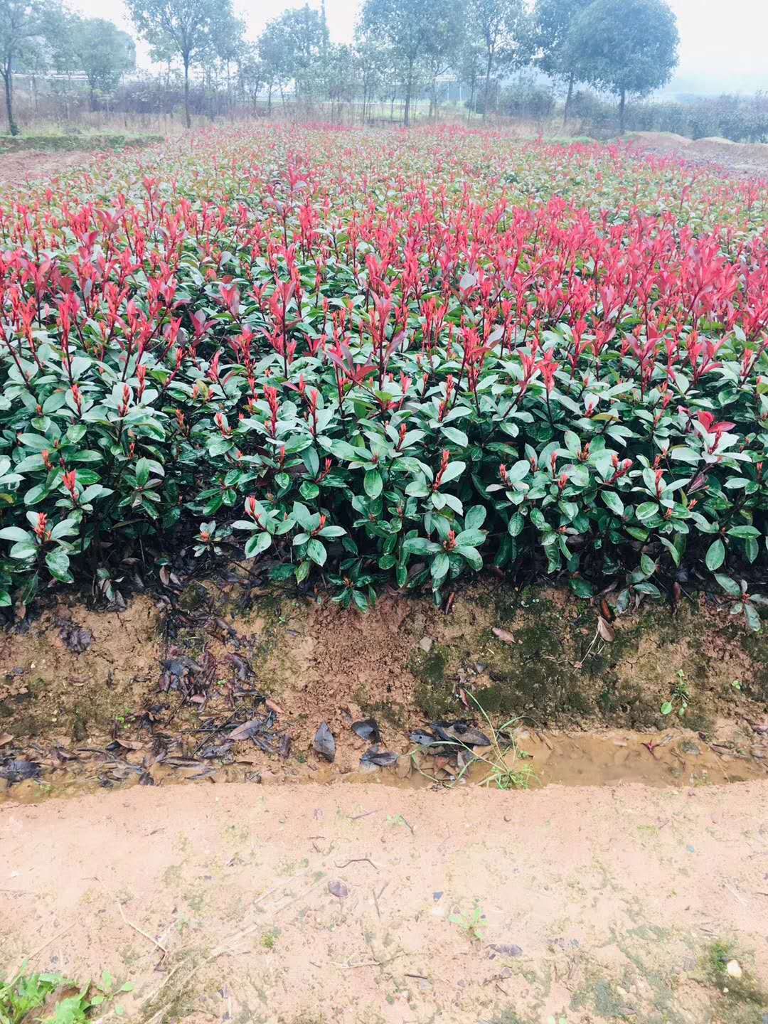 贵州红叶石楠 小苗种植基地批发直销 红叶石楠苗多少钱