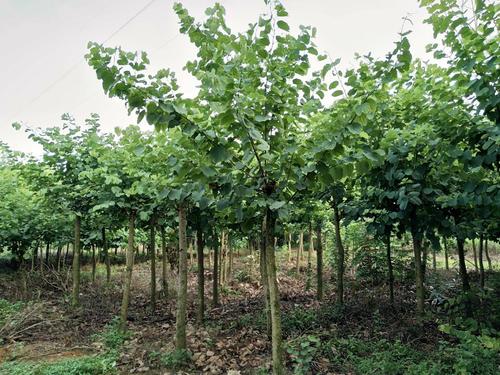 惠州宫粉紫荆价格-供应基地-批发价格【普宁洪标花木场】