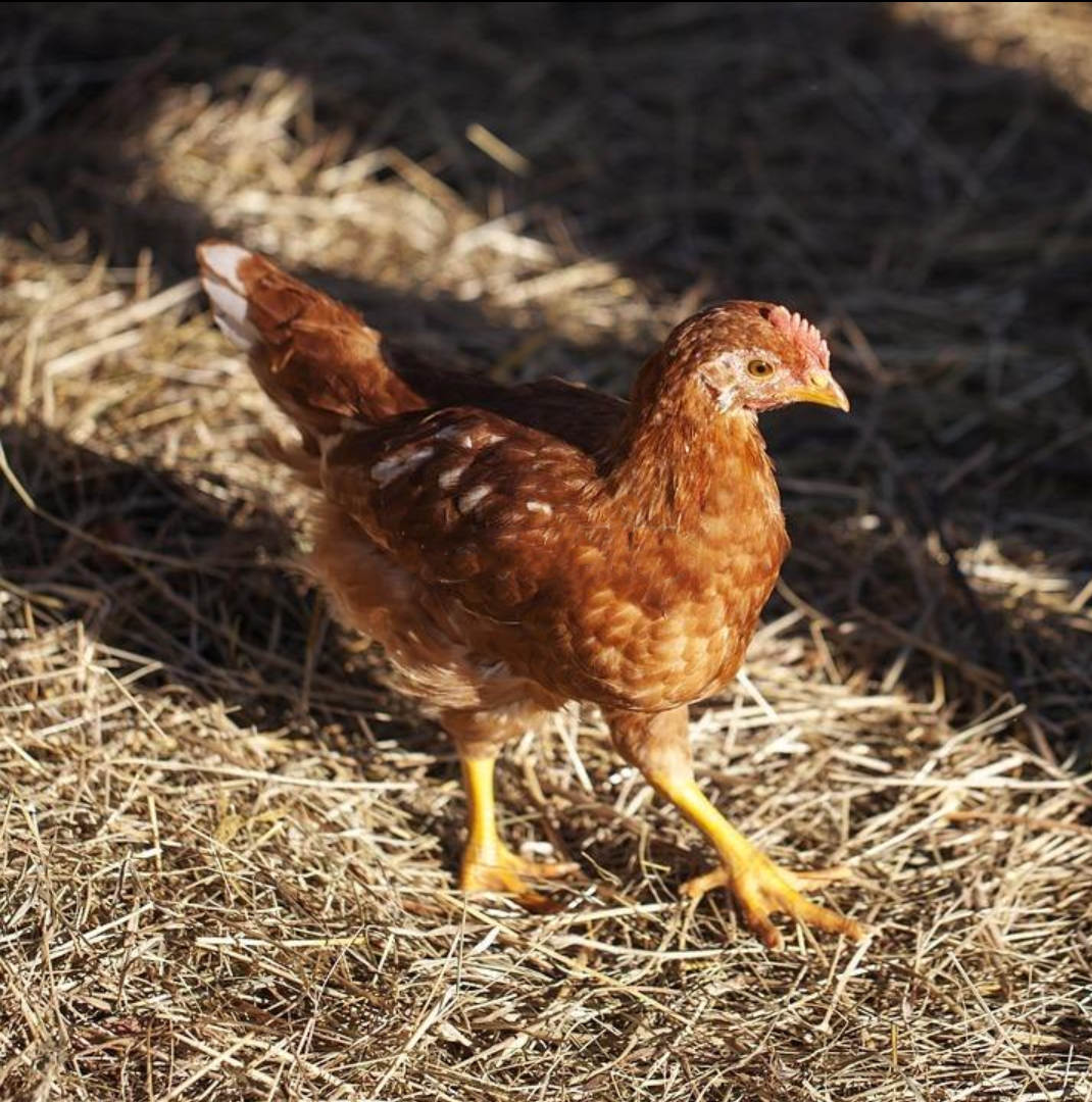 廊坊海兰褐青年鸡厂家联系方式 2021年海兰褐青年鸡联系方法