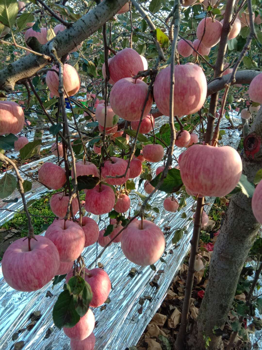 【好口碑】上海苹果大量批发 苹果现货供应-凤翔县聚农乐果品合作社
