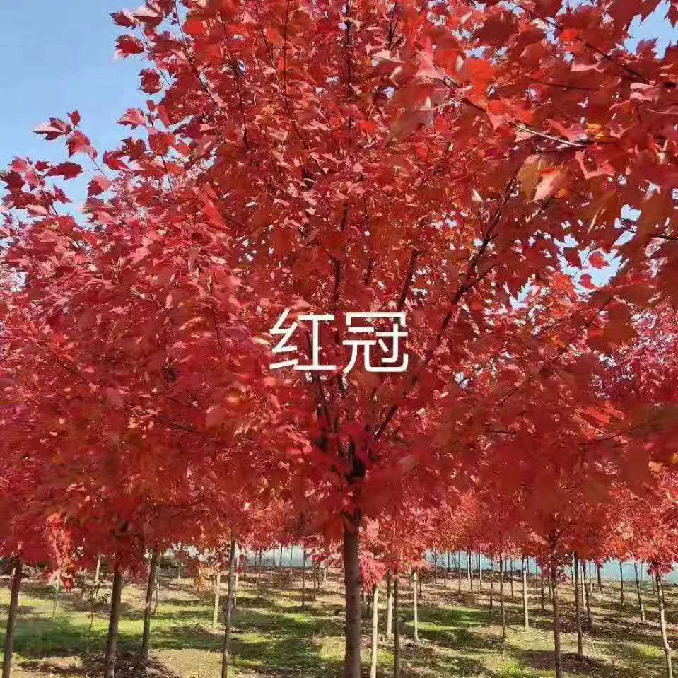 红枫产地种植批发直销苗圃-晟阳红枫种植家庭农场