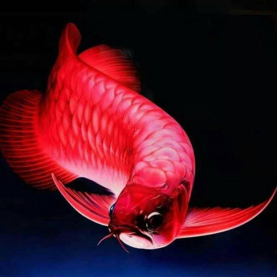 东莞红龙鱼供应商  鱼缸红龙鱼价格