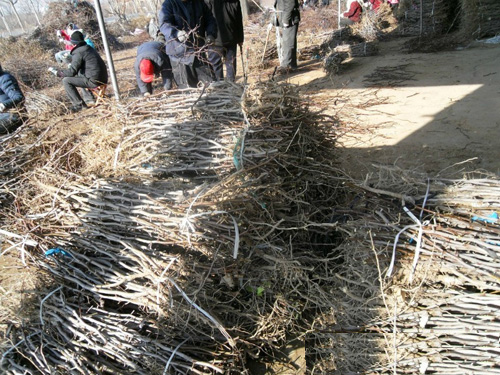 【图】四川冬枣树基地批发 冬枣树价格- 滨州市沾化区金枣园冬枣合作社