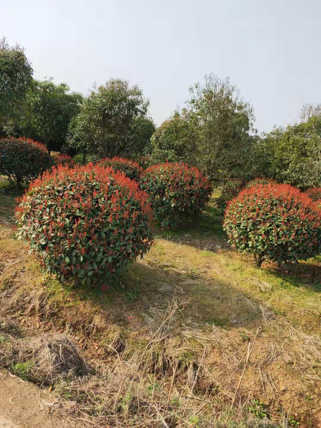 湖南衡阳20-30cm红叶石楠种植基地直销批发价格 高存活率