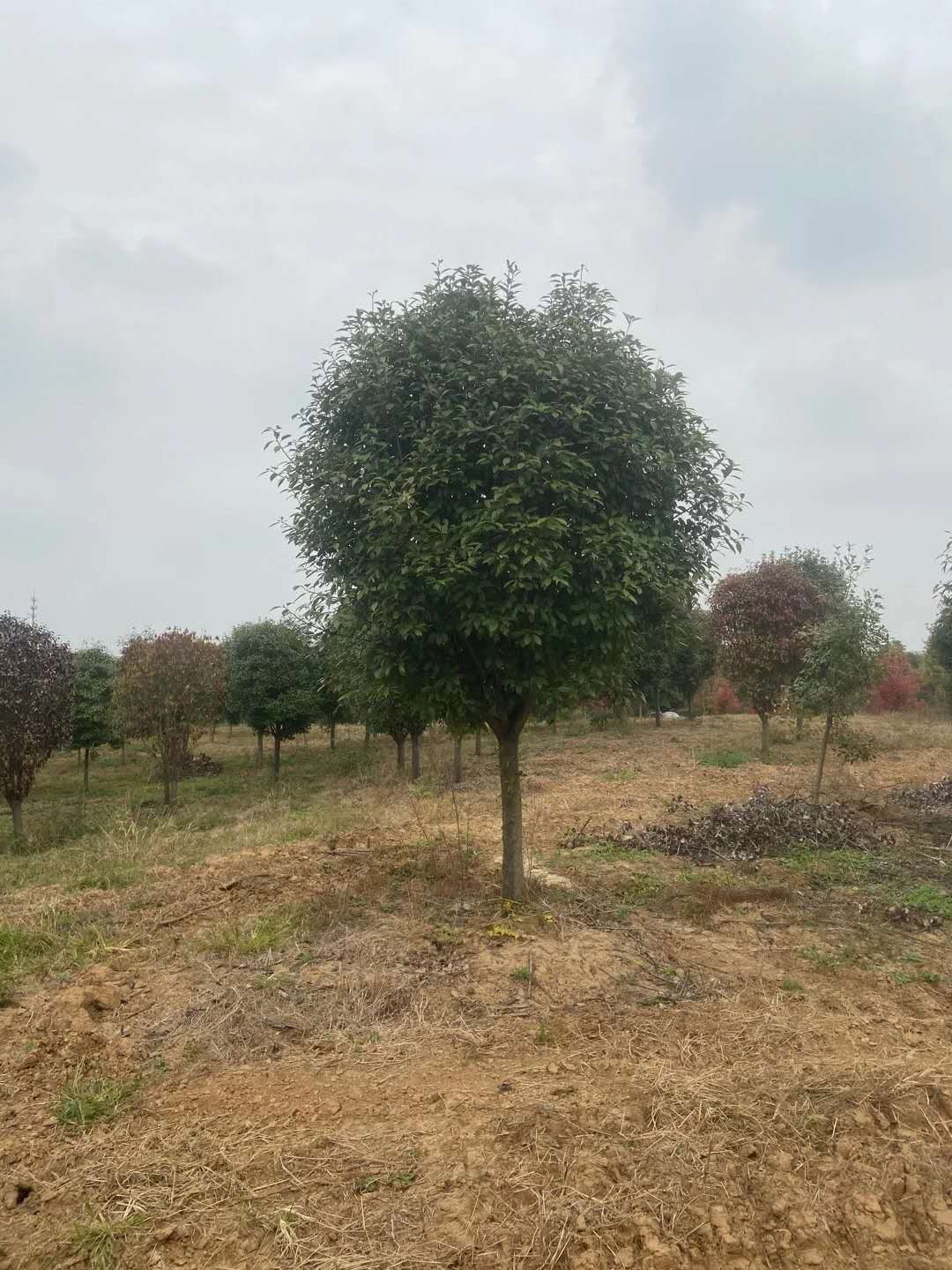湖南衡阳20-30cm红叶石楠种植基地直销批发价格 高存活率