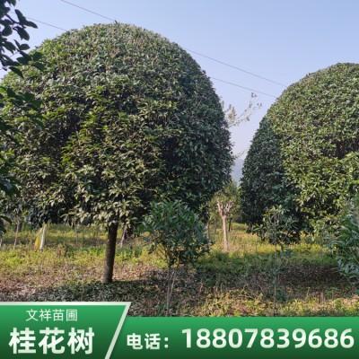 揭秘：江西18-20公分桂花树 18-20公分桂花树种植基地-全州县文祥苗圃