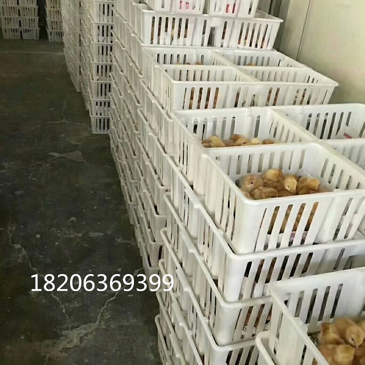 潍坊市雏鸡运输塑料箱厂家