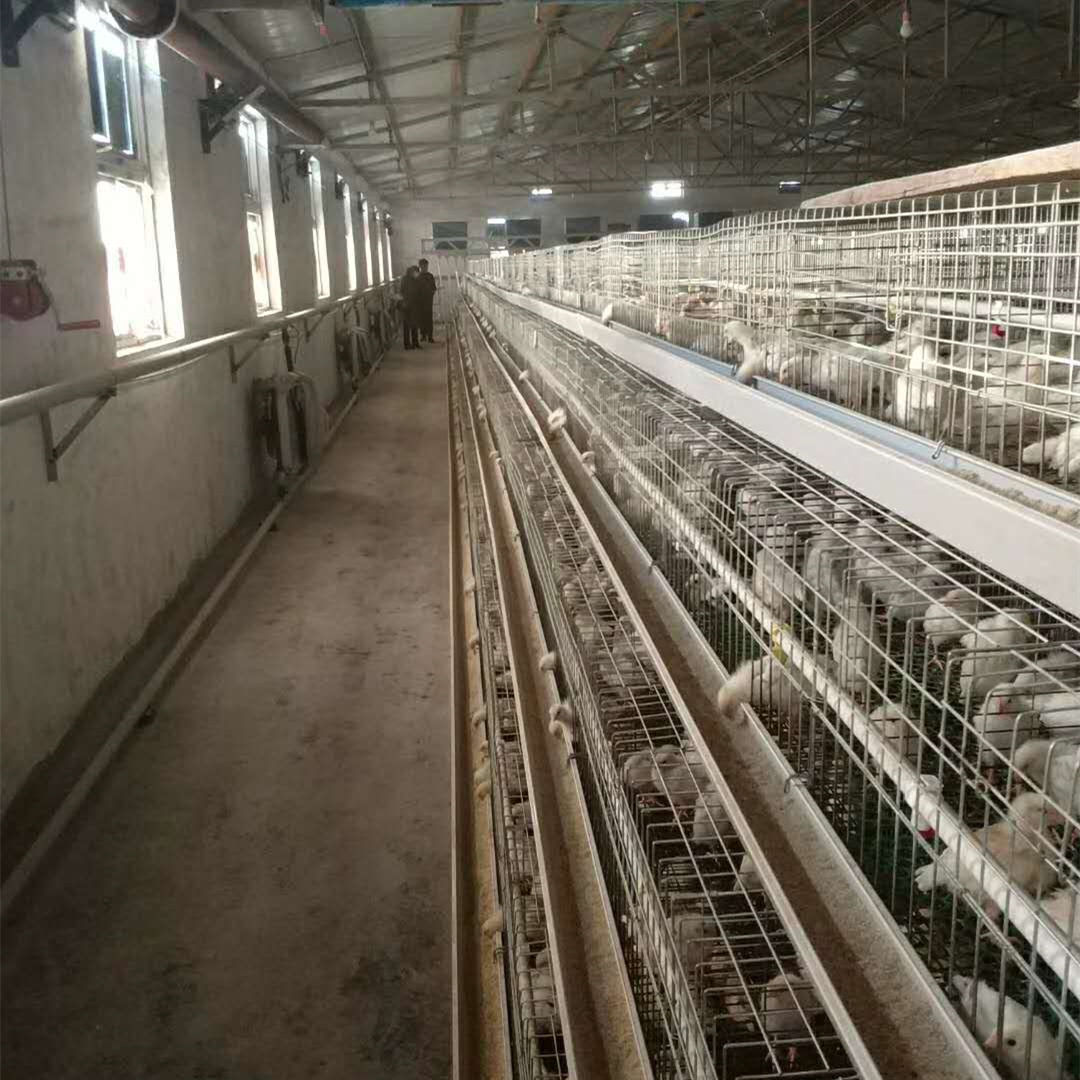 宜春京粉2号青年鸡养殖厂直发 现在买京粉2号青年鸡送新款手机