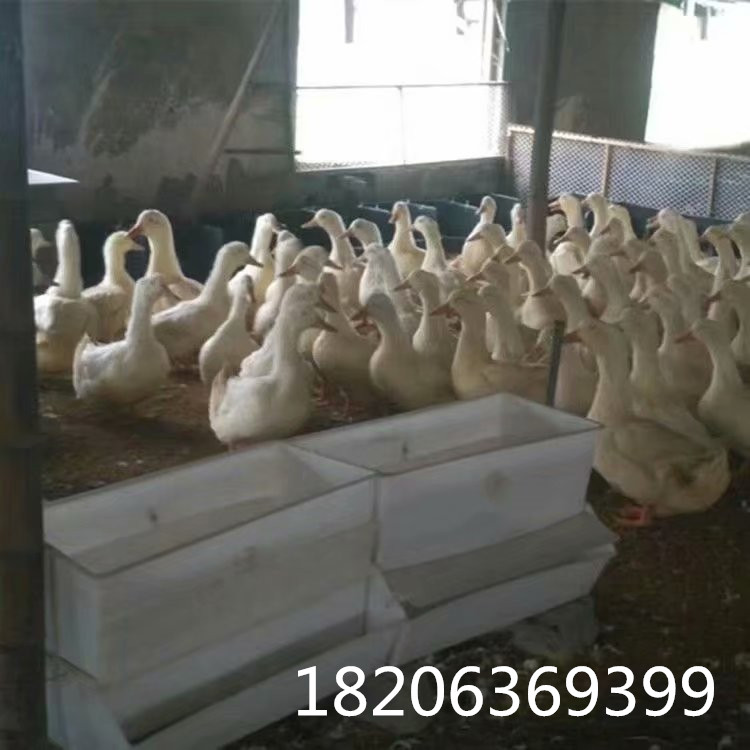 塑料鸡鸭鹅料箱抗老化鸭料箱长方形可限料鸭食槽图片