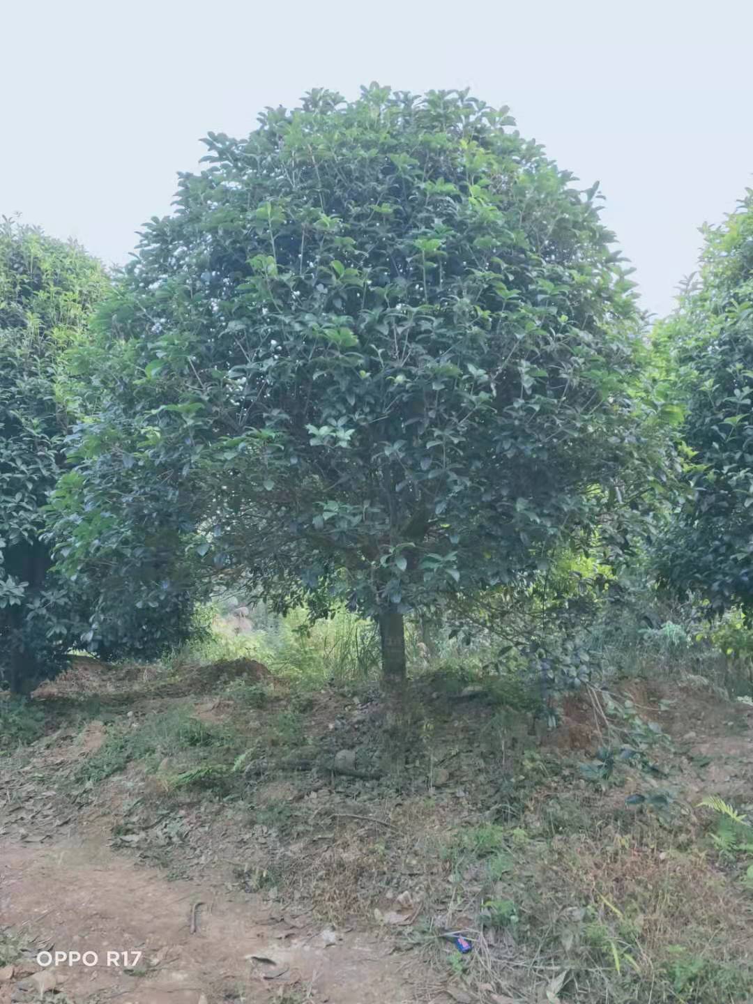 广西桂花种植基地、销售、批发价、价格【广西桂林涛仔绿化苗木】