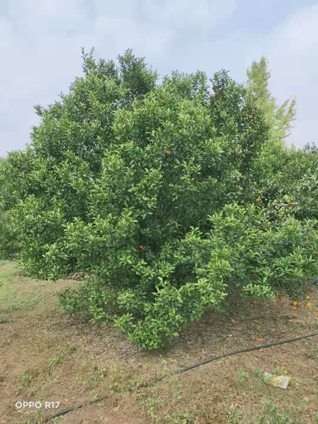 广西橘子树种植基地、大量供应、多少钱一棵、批发【广西桂林涛仔绿化苗木】