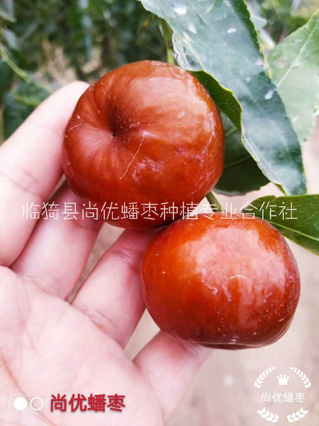 临猗县尚优蟠枣种植合作社是一家专业发展蟠枣种植的合作社