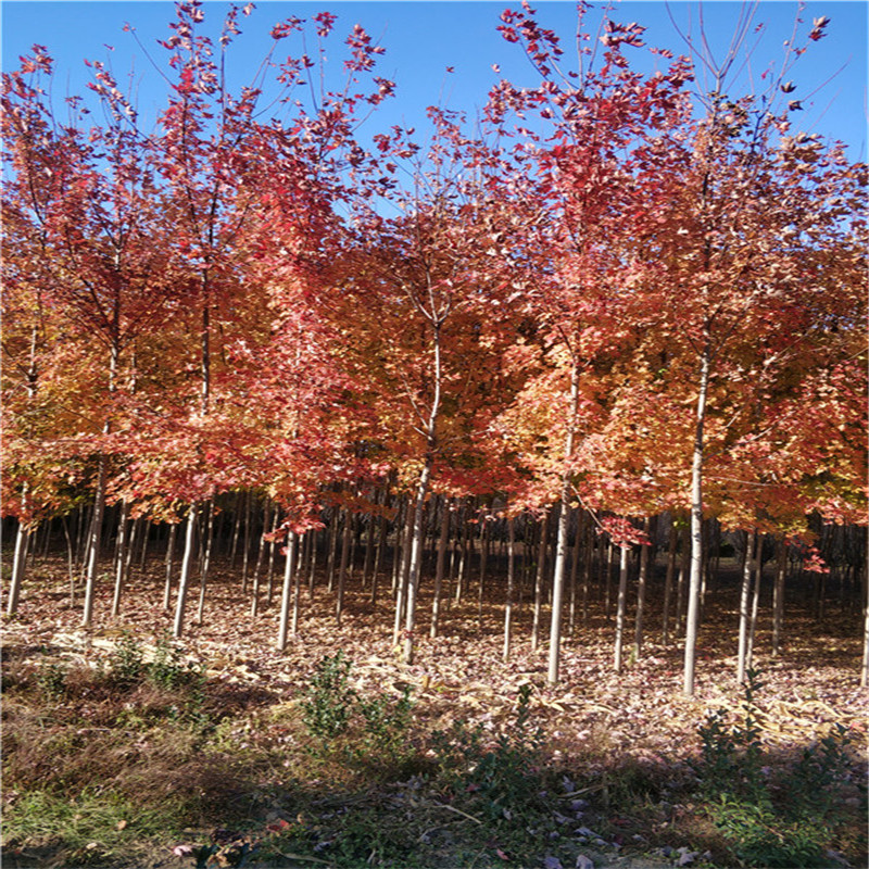 泰安市美国红枫厂家美国红枫树苗山东泰安岱岳区