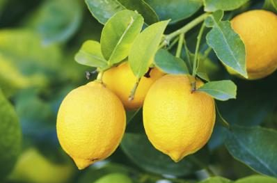 供应柠檬苗和香水柠檬苗介绍 玉林四季柠檬苗销售部
