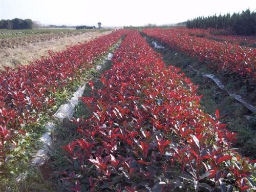 供应湖北红叶石楠苗基地%湖北红叶石楠苗/红叶石楠苗经销商批发直销价格/红叶石楠苗哪家好