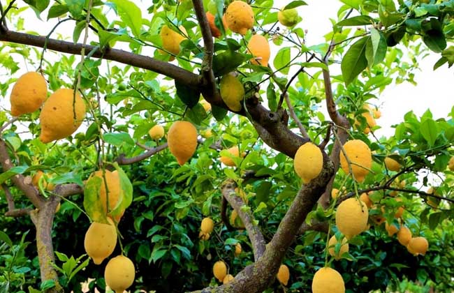 供应柠檬苗和香水柠檬苗介绍 玉林四季柠檬苗销售部