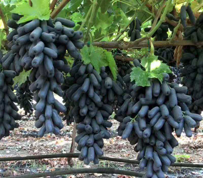 甜密蓝宝石葡萄苗  优质葡萄树 丰产易成活 量大优惠