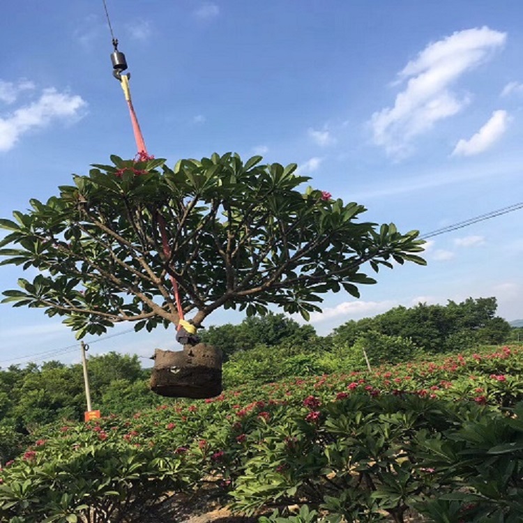 榕翔苗木薄利多销看实苗订货鸡蛋花树苗带土球米径8-20