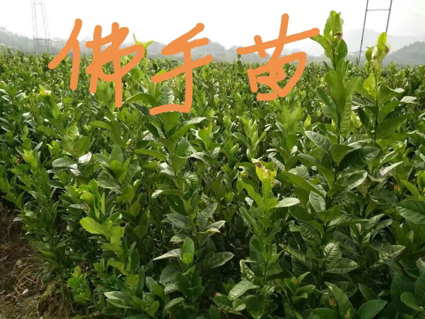 个旧佛手苗大量供应 佛手苗种植基地出售价格-永福县腾丰百香果专业合作社