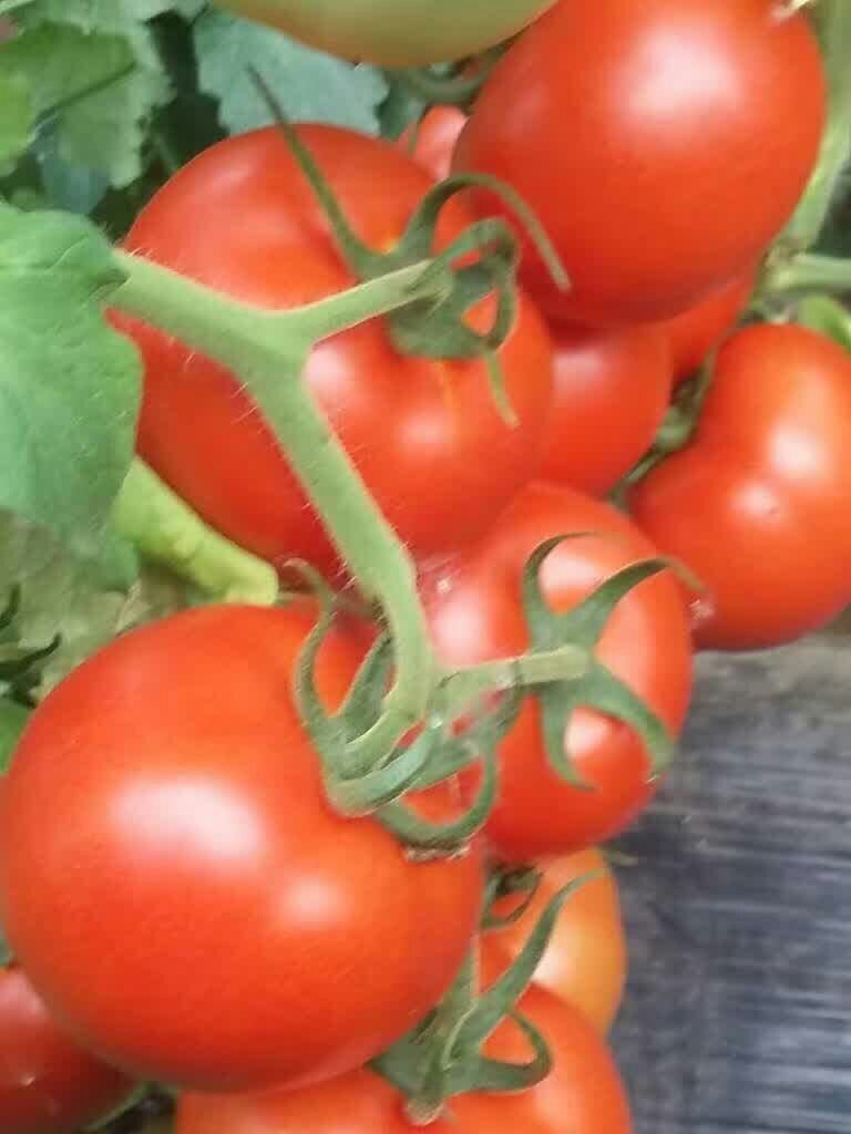 西红柿种苗批发