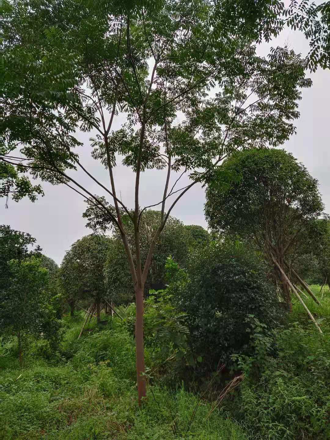 益阳栾树苗木价格益阳栾树苗木价格-批发-销售-大量供应【益阳市赫山区槽门湾苗木种植专业合作社】