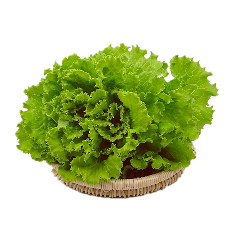 散叶罗马生菜新鲜果蔬绿色蔬菜沙拉图片