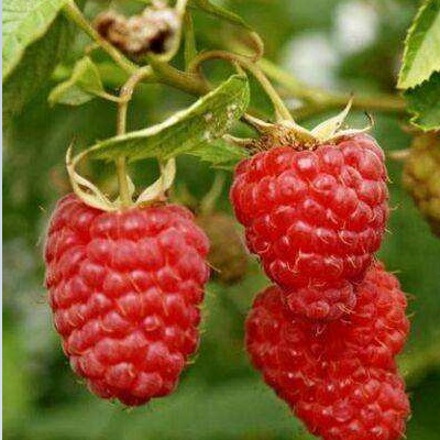 红树莓苗销售批发