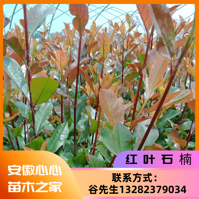 安徽红叶石楠苗基地-红叶石楠苗种植场-红叶石楠苗价钱