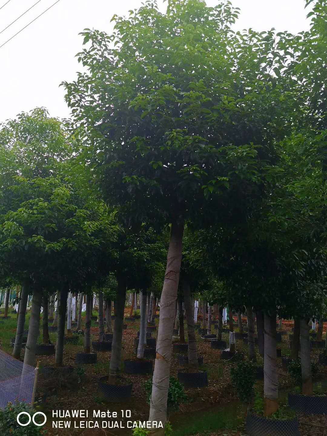 欢迎光临-移植香樟出售 移植香樟价格-益阳市赫山区槽门湾苗木种植专业合作社