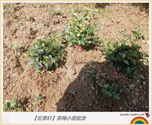 湖南茶梅小苗价格-长沙茶梅小毛球-红花檵木杯苗上宏景轩