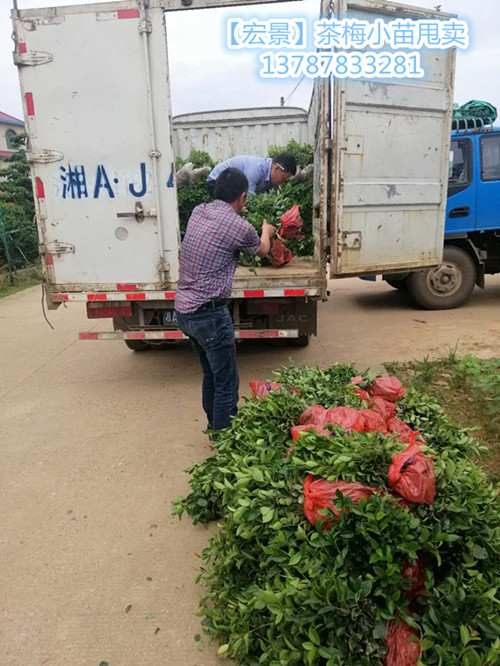 湖南茶梅小苗价格-长沙茶梅小毛球-红花檵木杯苗上宏景轩图片