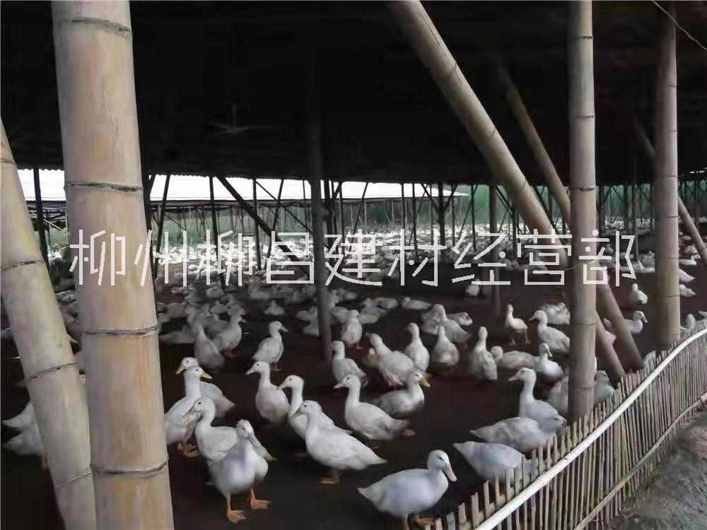 广西柳州养殖工棚承接施工工程搭建