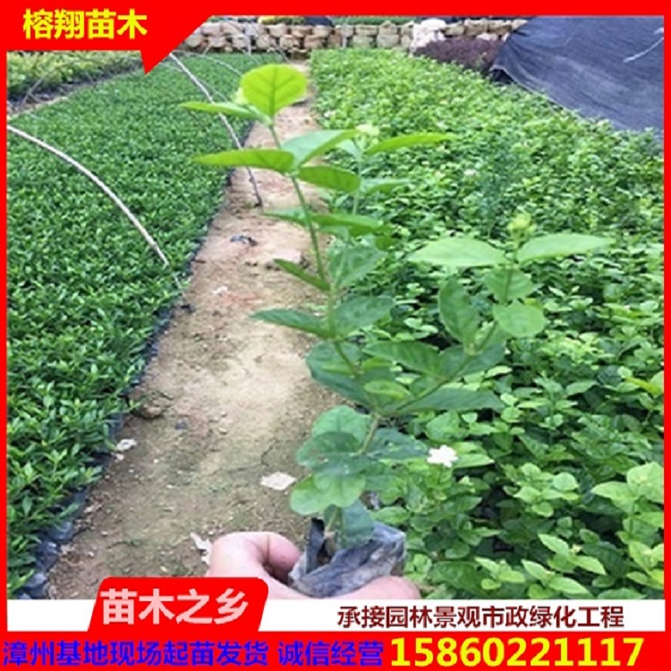 漳州绿化苗木盆栽袋苗茉莉批发地栽移栽苗均有带土球