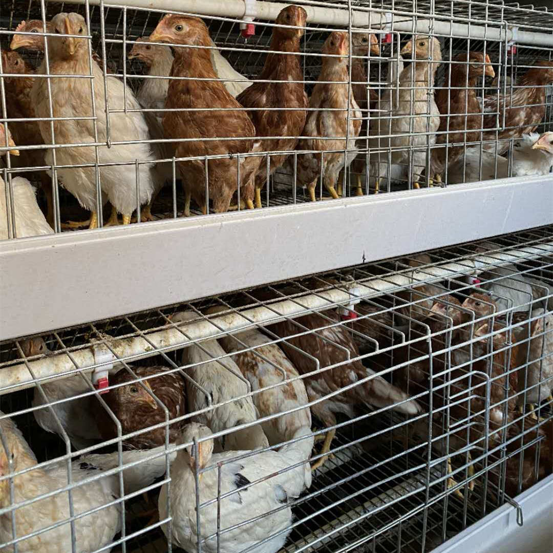 中山海兰灰青年鸡采用华裕鸡苗培育 常盛海兰灰青年鸡保99成活率