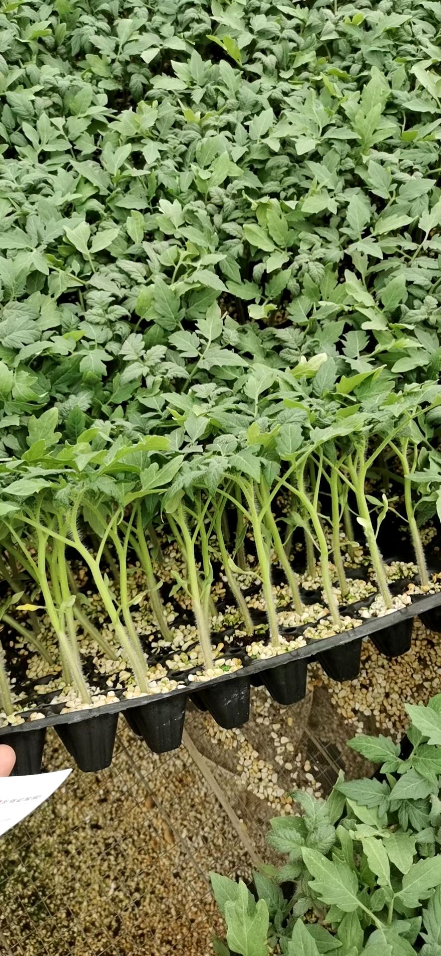 普罗旺斯西红柿种苗、高产、抗线虫、抗死颗番茄苗现货速发、厂家直销批发价格图片