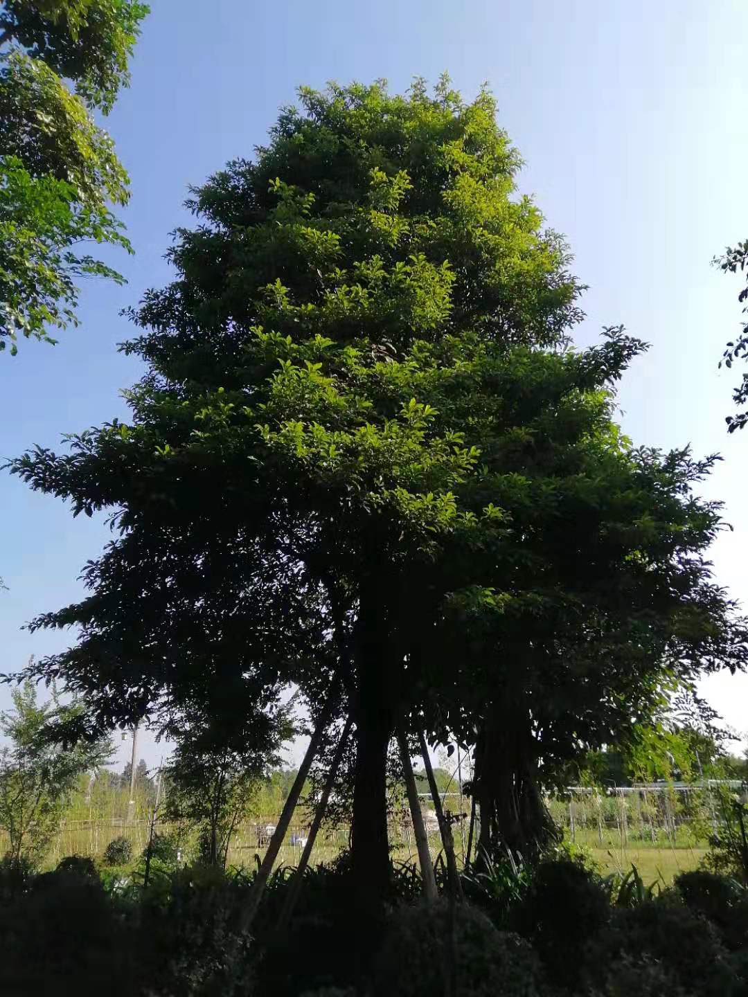 广西假萍婆广西假萍婆基地直销、批发、价格、 大量供应【名杨花场基地】